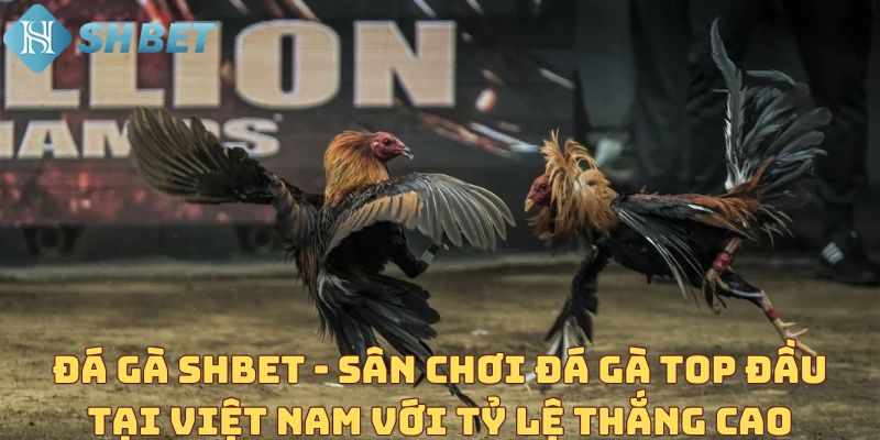 Đá gà SHBET - Sân chơi đá gà top đầu tại Việt Nam với tỷ lệ thắng cao