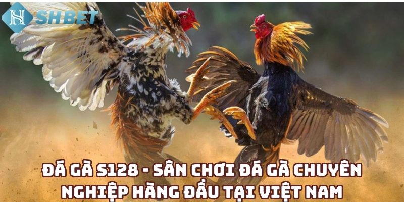 Đá gà S128 - Sân chơi đá gà chuyên nghiệp hàng đầu tại Việt Nam